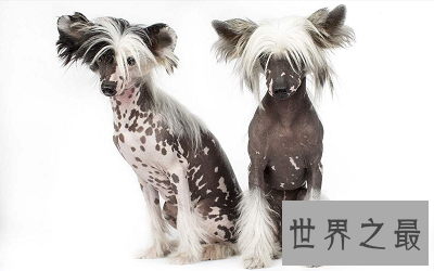 【图】中国冠毛犬 不走寻常路的世界最丑狗狗