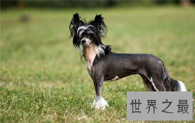 【图】中国冠毛犬 不走寻常路的世界最丑狗狗