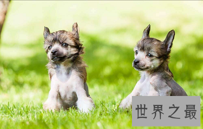 【图】中国冠毛犬 不走寻常路的世界最丑狗狗