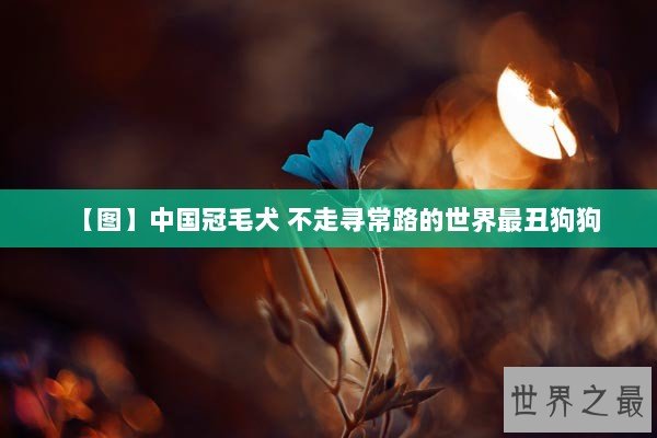 【图】中国冠毛犬 不走寻常路的世界最丑狗狗