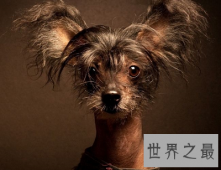 【图】中国冠毛犬 不走寻常路的世界最丑狗狗