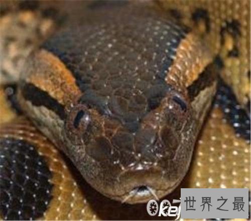 【图】世界上最长的蛇长度超乎你设想 取个名字叫做桂