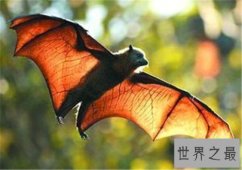 【图】果蝠成为蝙蝠中最大的种类 具有携带多种病毒以