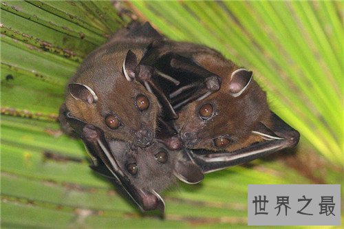 【图】果蝠成为蝙蝠中最大的种类 具备携带多种病毒以