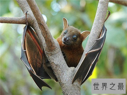 【图】果蝠成为蝙蝠中最大的种类 具备携带多种病毒以