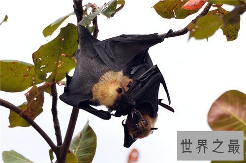 【图】果蝠成为蝙蝠中最大的种类 具备携带多种病毒以