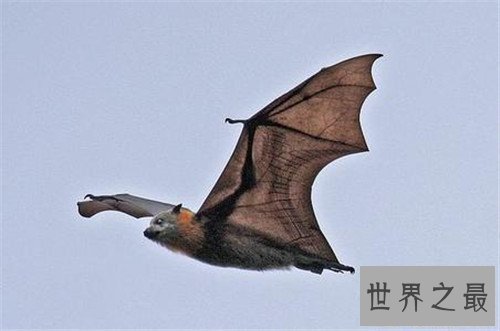 【图】果蝠成为蝙蝠中最大的种类 具备携带多种病毒以