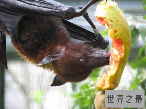 【图】果蝠成为蝙蝠中最大的种类 具备携带多种病毒以
