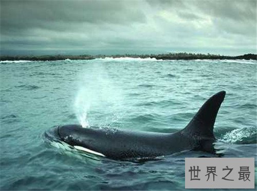 【图】鲸鱼的先人曾可能在海洋行走 现在退步四肢成海