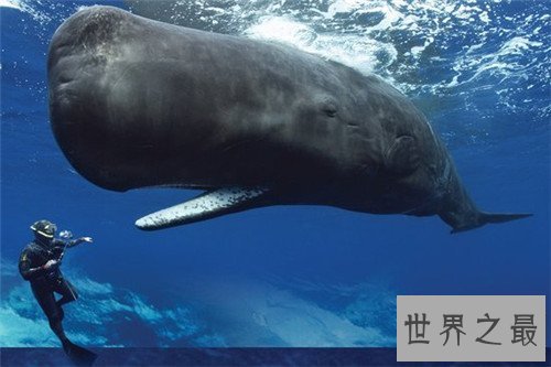 【图】鲸鱼的先人曾可能在海洋行走 现在退步四肢成海