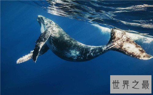 【图】鲸鱼的先人曾可能在海洋行走 现在退步四肢成海