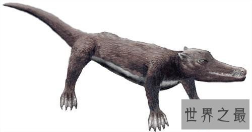 【图】鲸鱼的先人曾可能在海洋行走 现在退步四肢成海