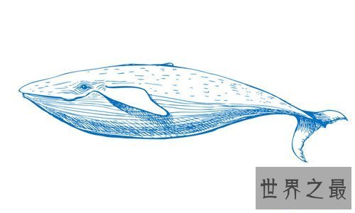 【图】鲸鱼的先人曾可能在海洋行走 现在退步四肢成海