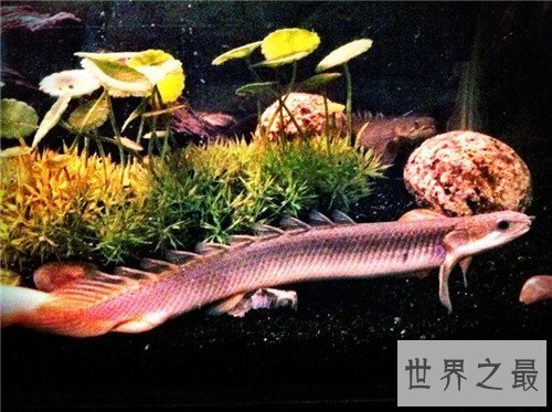 【图】九角龙鱼应该怎么饲养 如何分辨它的雄雌