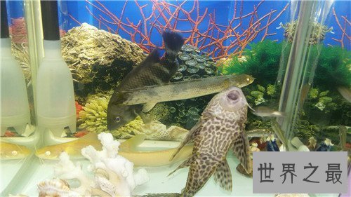 【图】九角龙鱼应该怎么饲养 如何分辨它的雄雌