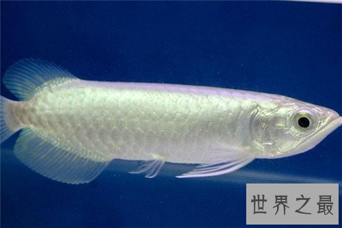 【图】九角龙鱼应该怎么饲养 如何分辨它的雄雌