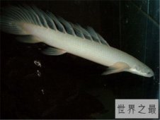 【图】九角龙鱼应该怎样饲养 如何分辨它的雄雌