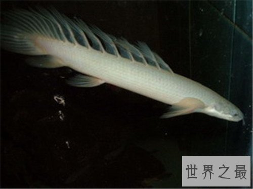 【图】九角龙鱼应该怎么饲养 如何分辨它的雄雌