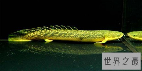 【图】九角龙鱼应该怎么饲养 如何分辨它的雄雌