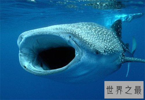 【图】深海巨兽都有哪些 寰球最大深海巨兽竟然是它