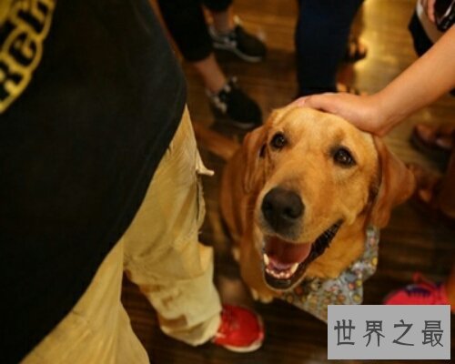 【图】神犬小七第二季,看过第一季的都想看