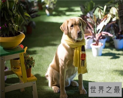 【图】神犬小七第二季,看过第一季的都想看