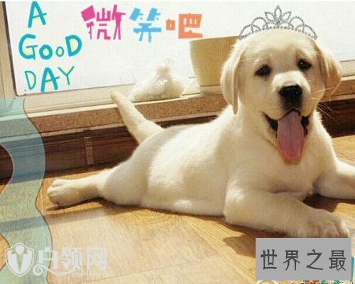 【图】神犬小七第二季,看过第一季的都想看