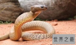 【图】太攀蛇是一种什么样的蛇类 他有什么特别之处