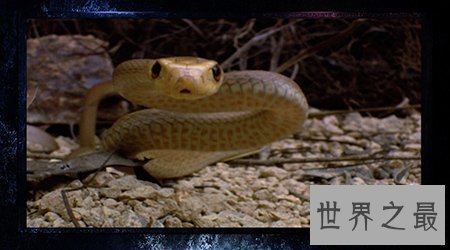 【图】太攀蛇是一种什么样的蛇类 他有什么顺便之处