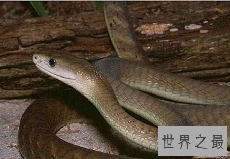 【图】太攀蛇是一种什么样的蛇类 他有什么顺便之处