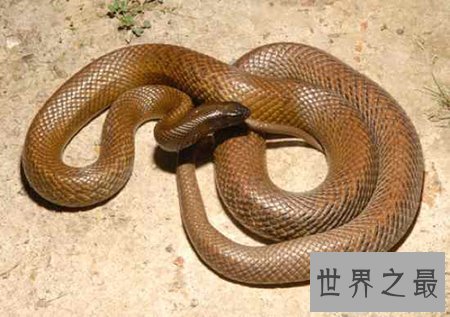 【图】太攀蛇是一种什么样的蛇类 他有什么顺便之处