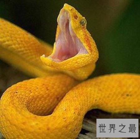 【图】太攀蛇是一种什么样的蛇类 他有什么顺便之处