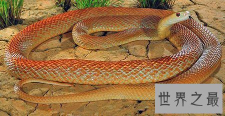 【图】太攀蛇是一种什么样的蛇类 他有什么顺便之处