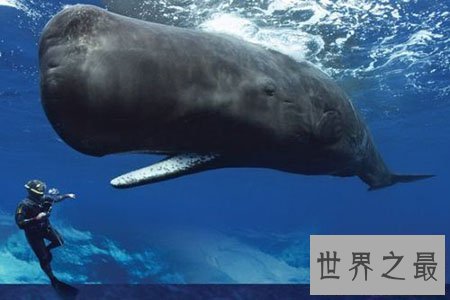 【图】龙王鲸到底是什么物种 真的是龙的近亲吗