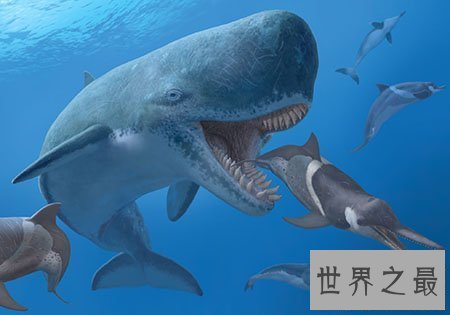 【图】龙王鲸到底是什么物种 真的是龙的近亲吗