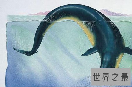 【图】龙王鲸到底是什么物种 真的是龙的近亲吗