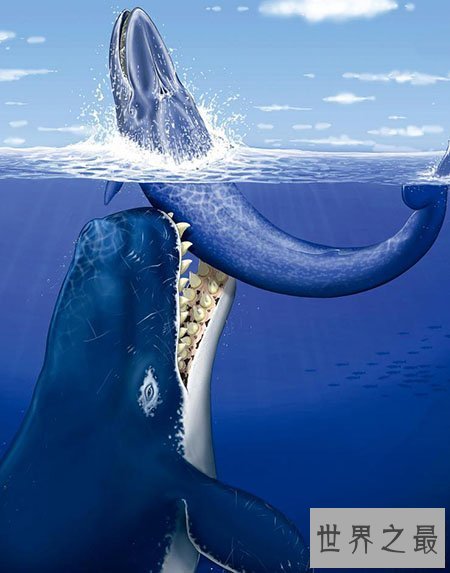 【图】龙王鲸到底是什么物种 真的是龙的近亲吗
