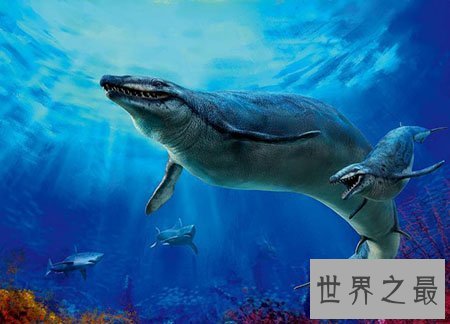 【图】龙王鲸到底是什么物种 真的是龙的近亲吗