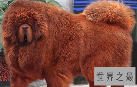 【图】藏獒中的红獒是一个什么样的品种 能咬死人吗