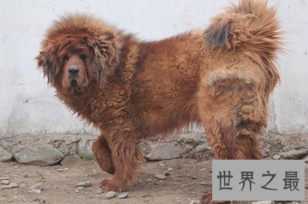 【图】藏獒中的红獒是一个什么样的品种 能咬死人吗