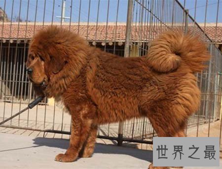 【图】藏獒中的红獒是一个什么样的品种 能咬死人吗