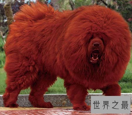 【图】藏獒中的红獒是一个什么样的品种 能咬死人吗