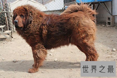 【图】藏獒中的红獒是一个什么样的品种 能咬死人吗