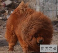 【图】藏獒中的红獒是一个什么样的品种 能咬死人吗