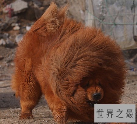 【图】藏獒中的红獒是一个什么样的品种 能咬死人吗