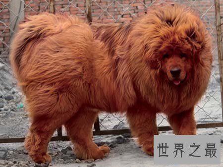 【图】藏獒中的红獒是一个什么样的品种 能咬死人吗