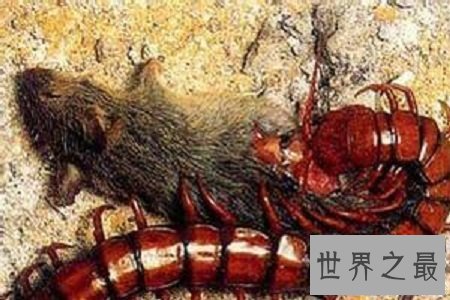 【图】巨型蜈蚣——加大版的五毒之首到底有如答应怕