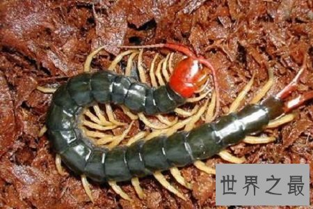 【图】巨型蜈蚣——加大版的五毒之首到底有如答应怕
