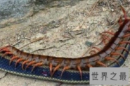 【图】巨型蜈蚣——加大版的五毒之首到底有如答应怕