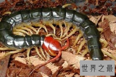 【图】巨型蜈蚣——加大版的五毒之首到底有如答应怕